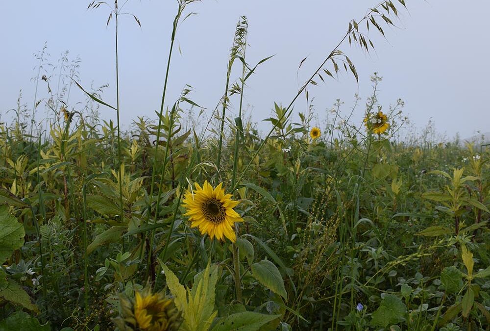 Was macht die Zwischenfrucht?