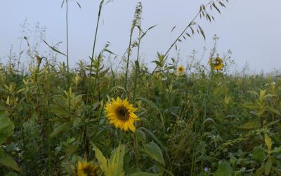 Was macht die Zwischenfrucht?