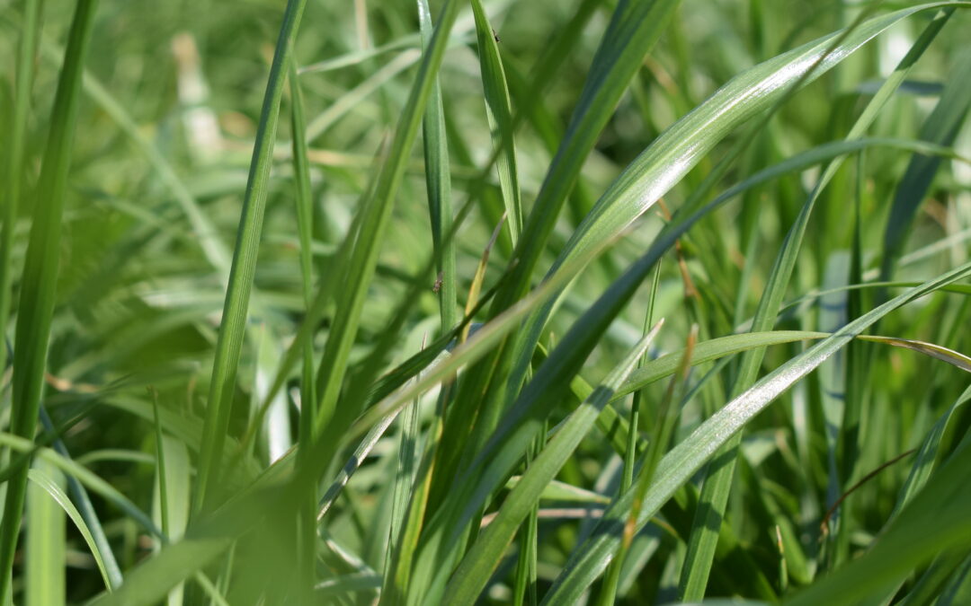 Englisches Raygras / Deutsches Weidelgras