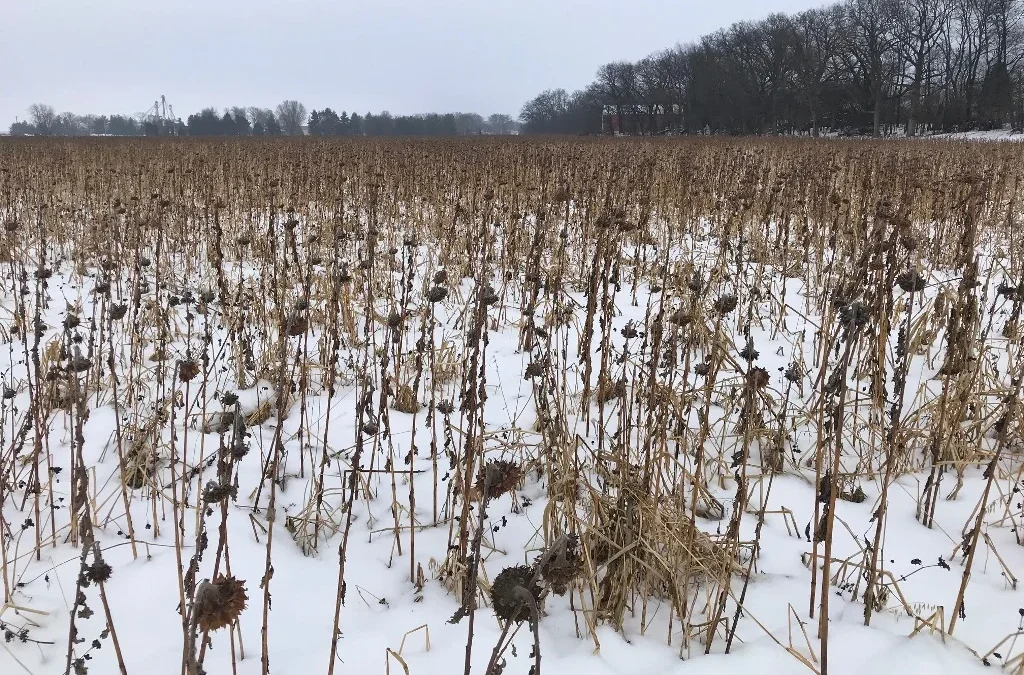 Abgefrostete Zwischenfrüchte