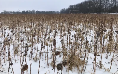 Abgefrostete Zwischenfrüchte