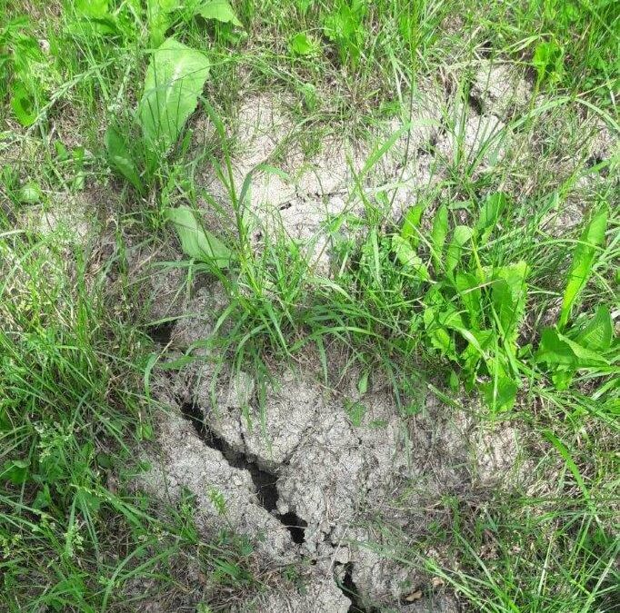 Trockenheit im Grünland